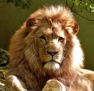 close up portrait of lion